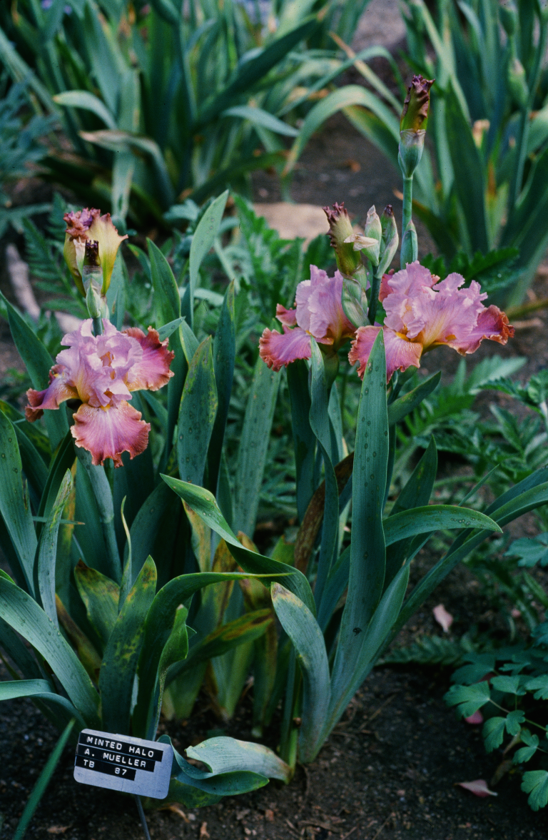 16540010 copy Minted halo