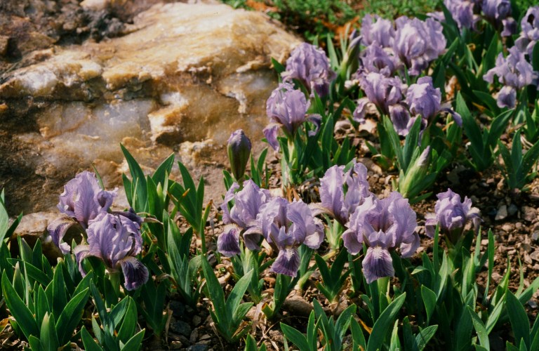 16560008 pumila caerulea